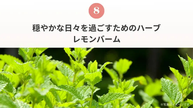 Pure Meets Support |フェムケアサプリ(1箱30包)